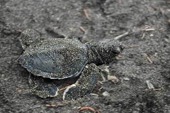 Eine frisch geschl�pfe Schildkr�te auf den Weg ins Meer.