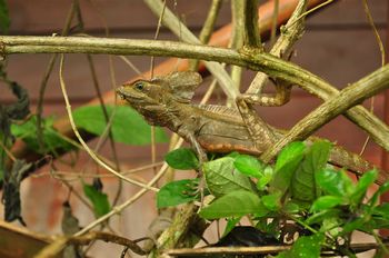 Ein Basilisk um Geb�sch.