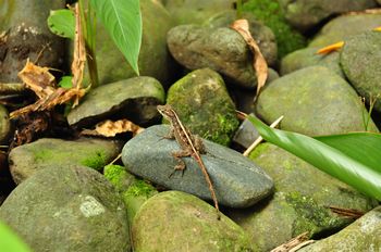 Reptiliensuche bei Elli�s Restaurant