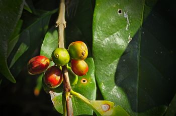 Besuch einer Kaffeeplantage.