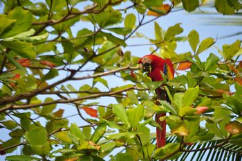 Ein Ara in den B�umen am Strand.