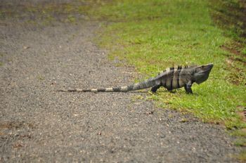 Eine riesige Echse im Hotel.