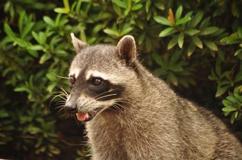 Wieder ein Nasenb�r.