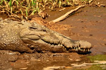 Ein m�der Alligator.