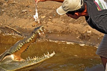 Unser Bootsf�hrer f�tterte die Alligatoren.