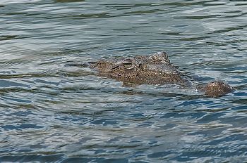 Ein Spitzkrokodil im Lago Enriquillo.