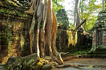 Der Dschungeltempel Ta Phrom