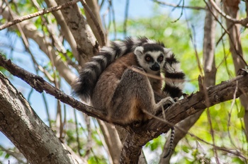 Ringelschwanzlemuren (Kattas) in den B�umen
