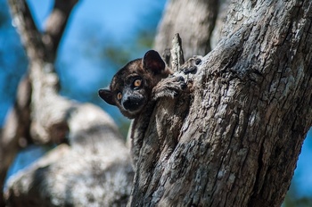 Verschlafener, Nachtaktiver Lemur im Zombitse Nationalpark