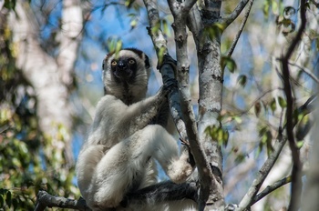 Tanzende Lemuren im Zombitse Nationalpark