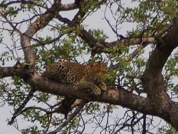 Kr�ger Nationalpark, Leopard