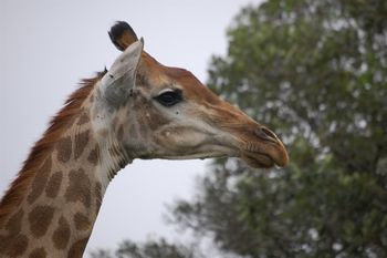 Kr�ger Nationalpark, Giraffe