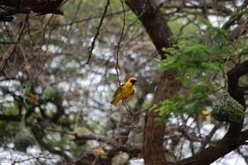 Swaziland, Weberv�gel