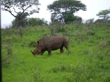 Breitmaulnash�rner im Hulhuwe-Umforzi Nationalpark