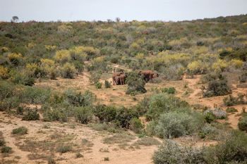 Elefanten im Addo-Nationalpark