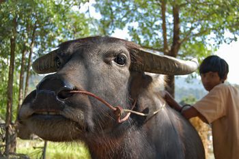 Wasserb�ffel-Trainingscamp